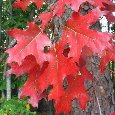 Stejar roșu 200-220 cm 